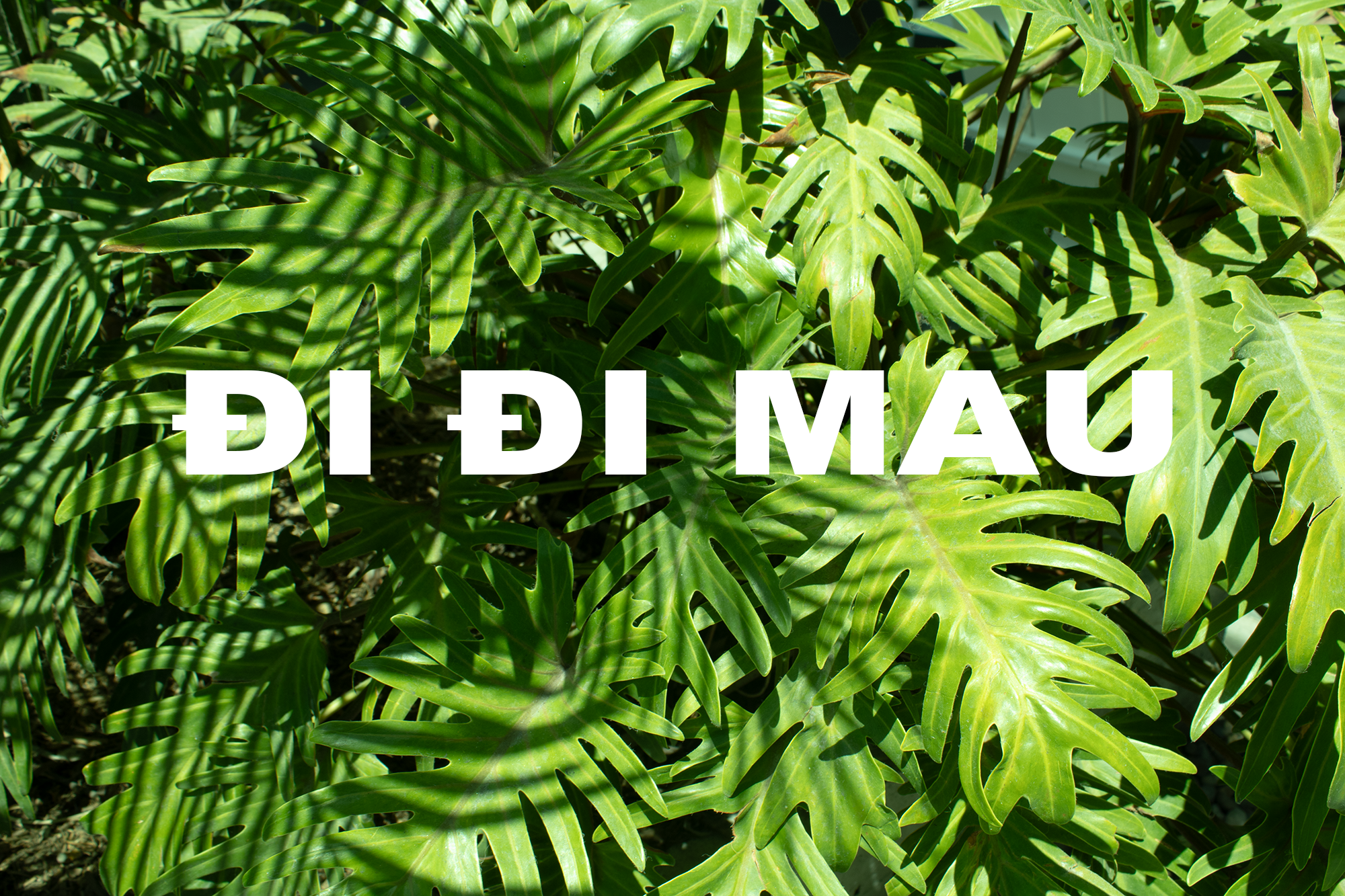 Di Di Mau
